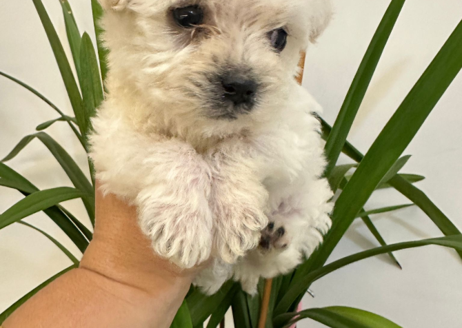 Maltipoo yavru 2 aylık dişi yuvasını arıyor